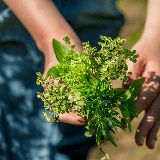 Italienische Kräuter; Italienische Gewürze; Bio Gewürze